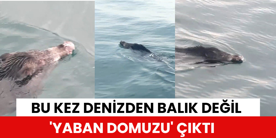 Bu kez denizden balık değil 'yaban domuzu' çıktı