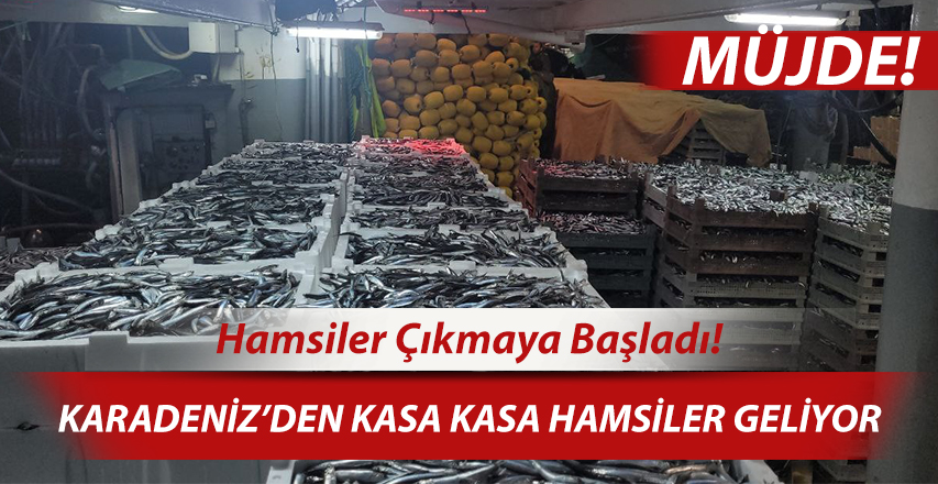 Karadeniz’de balık bolluğu yaşanıyor