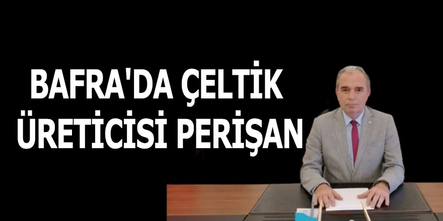 BAFRA'DA ÇELTİK ÜRETİCİSİ PERİŞAN