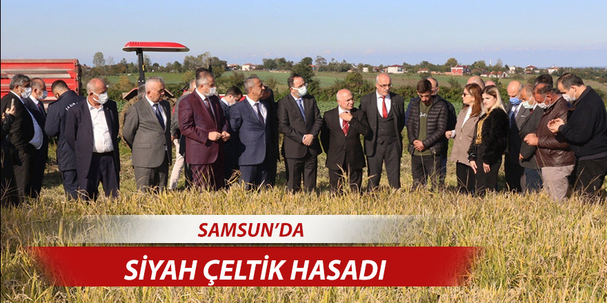 Samsun’da siyah çeltik hasadı