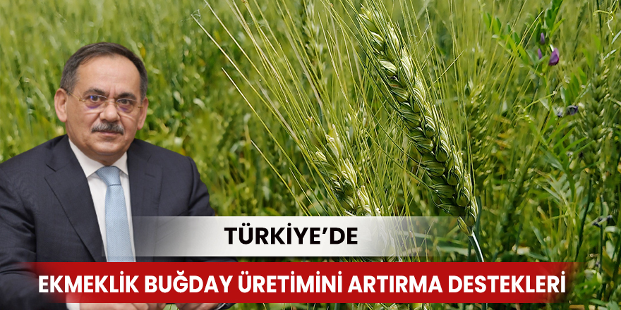 Türkiye’de ekmeklik buğday üretimini artırma destekleri