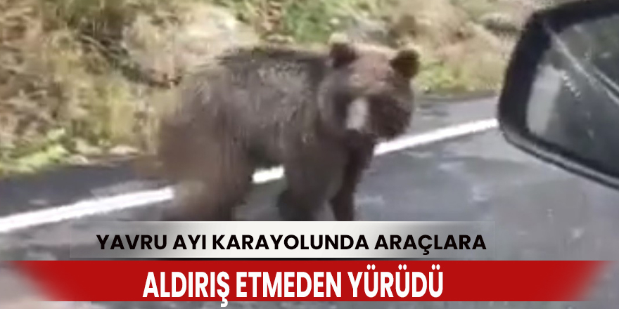 Yavru ayı karayolunda araçlara aldırış etmeden yürüdü