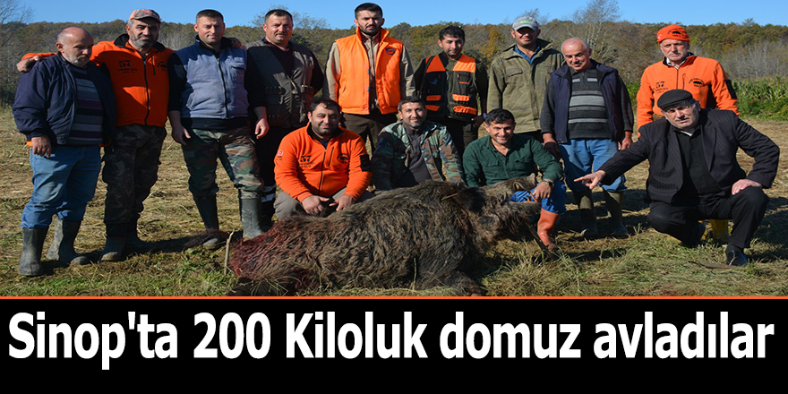 Sinop'ta 200 Kiloluk domuz avladılar