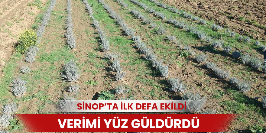 Sinop’ta ilk defa ekildi, verimi yüz güldürdü