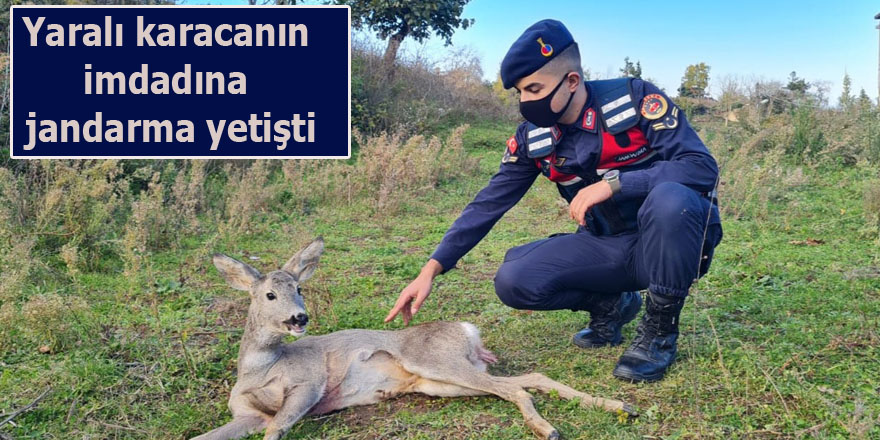 Yaralı karacanın imdadına jandarma yetişti