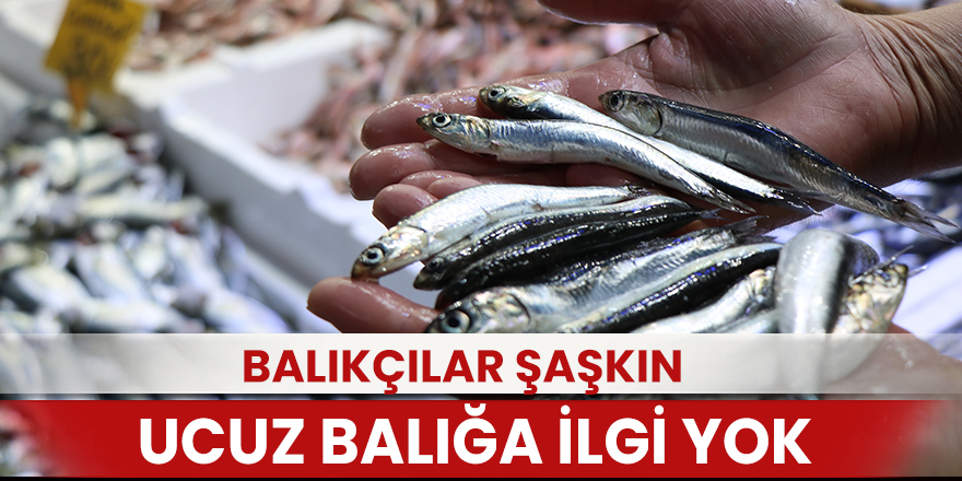 Balıkçılar şaşkın: Ucuz balığa ilgi yok