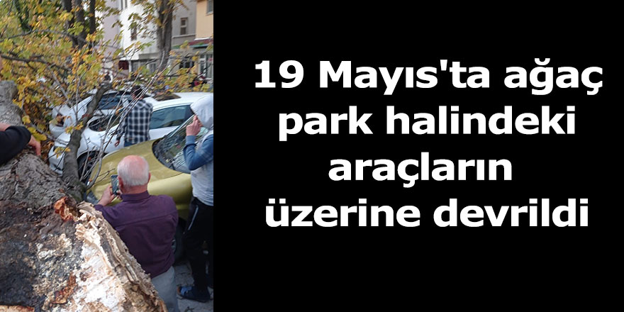 19 Mayıs'ta ağaç park halindeki araçların üzerine devrildi