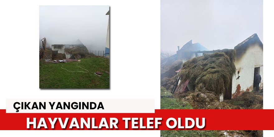 Ahır yangınında 3 hayvan telef oldu