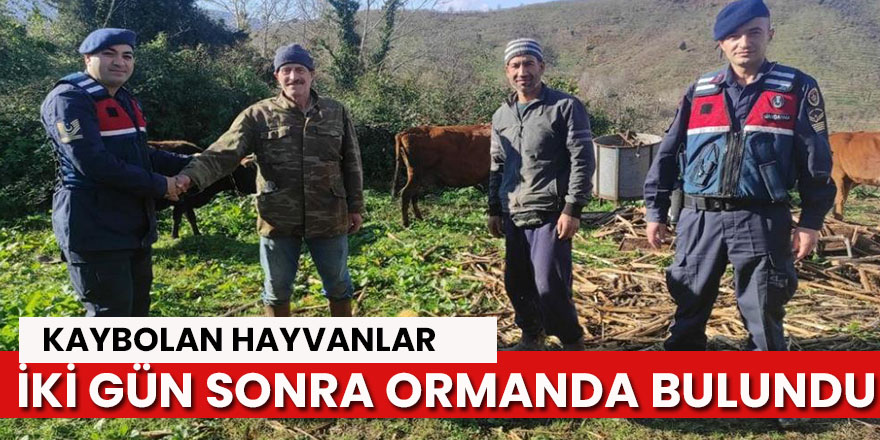 Kaybolan hayvanlar 2 gün sonra ormanda bulundu