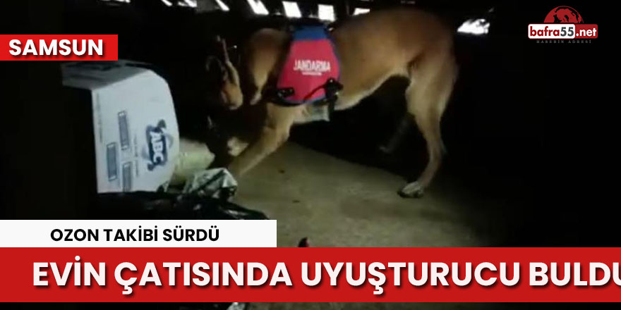 Evin çatısı altına gizlenmiş uyuşturucuyu narkotik köpeği buldu