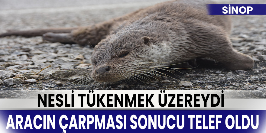 Su Samuru Aracın Çarpması Sonucu Telef Oldu