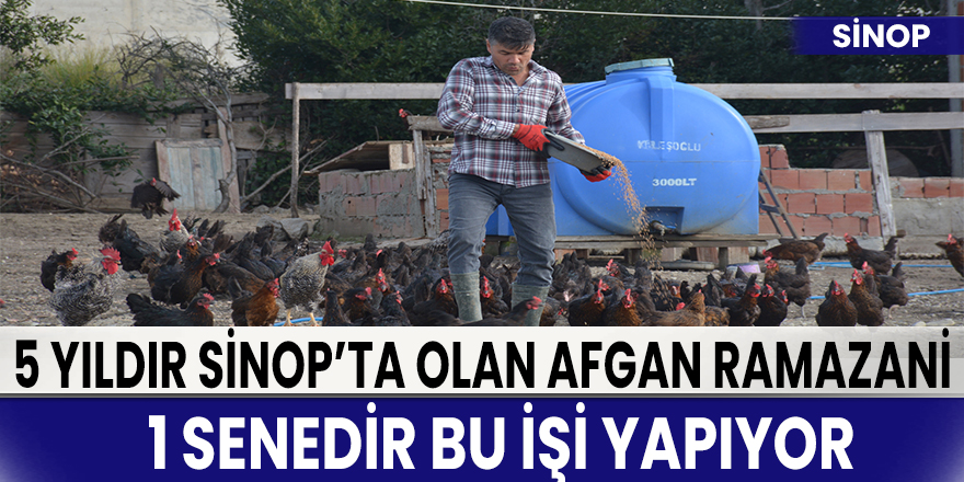 Afgan Ramazani Sinop'ta yumurta üretimi yapıyor