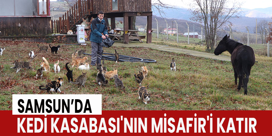 Kedi Kasabası'nın Misafir'i katır