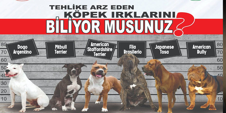 Tehlike arz eden köpek ırklarında kayıtlar için son tarih 14 Ocak