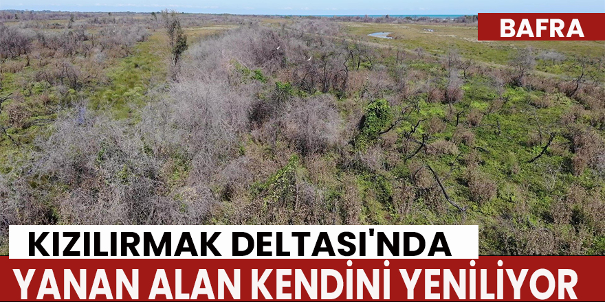 Kızılırmak Deltası'nda yanan alan kendini yeniliyor