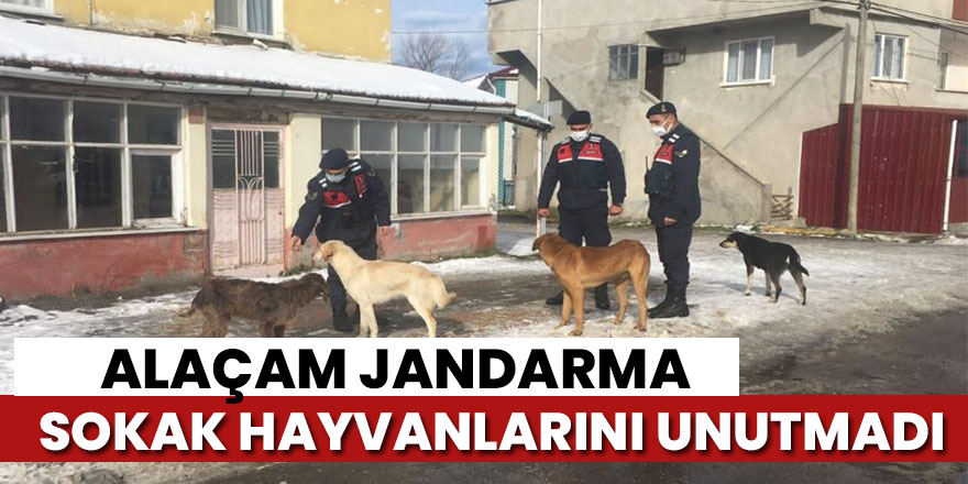 Jandarma sokak hayvanlarını unutmadı