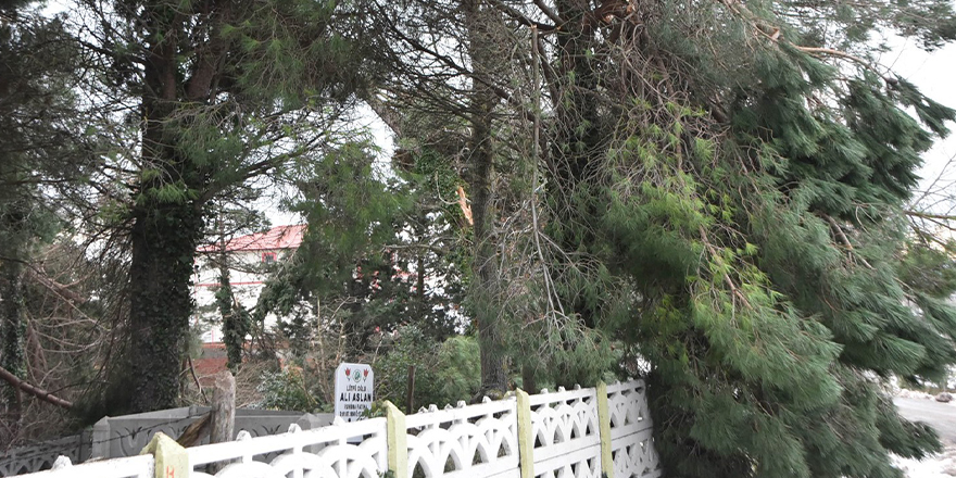 Sinop Belediyesi'nden devrilen ağaçlara müdahale