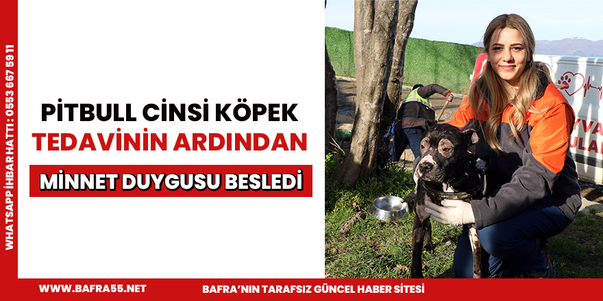 İtfaiyenin alevlerden kurtardığı köpek hayata tutundu