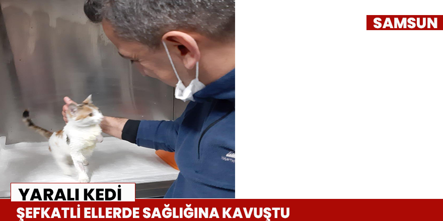 Yaralı kedi şefkatli ellerde sağlığına kavuştu