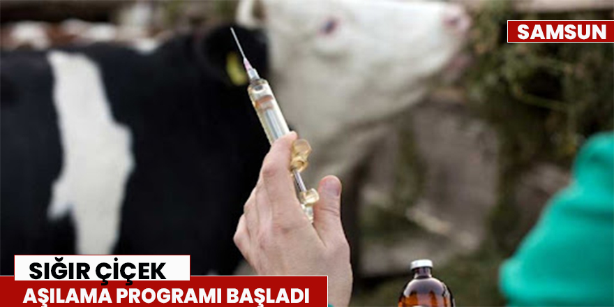 Sığır çiçek aşılama programı başladı