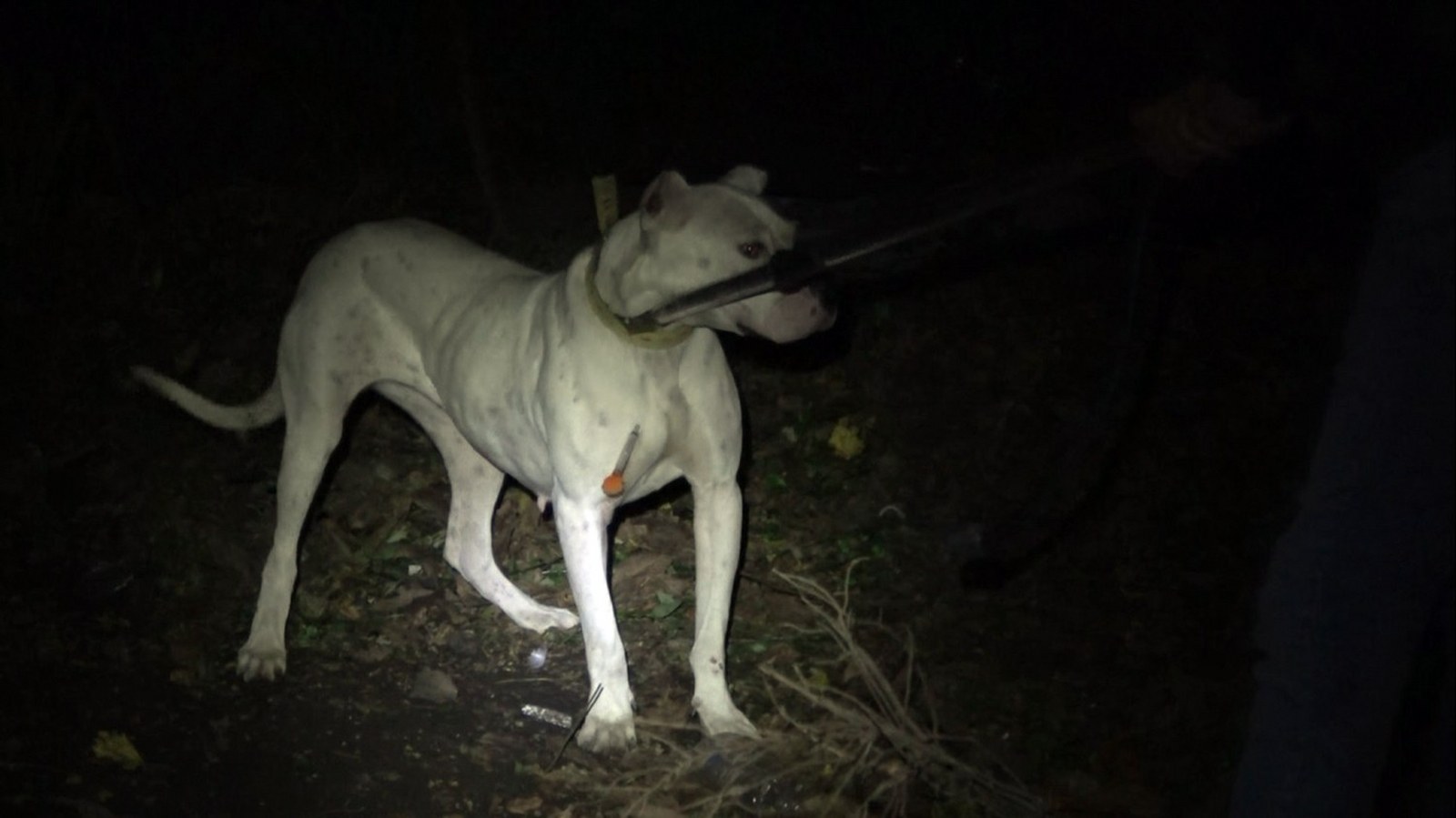 Yasaklı cins köpeği bahçeye bağlayıp kaçtılar