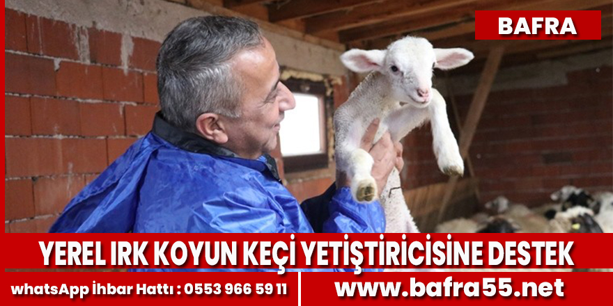 Bafra'da yerel ırk koyun keçi yetiştiricisine destek