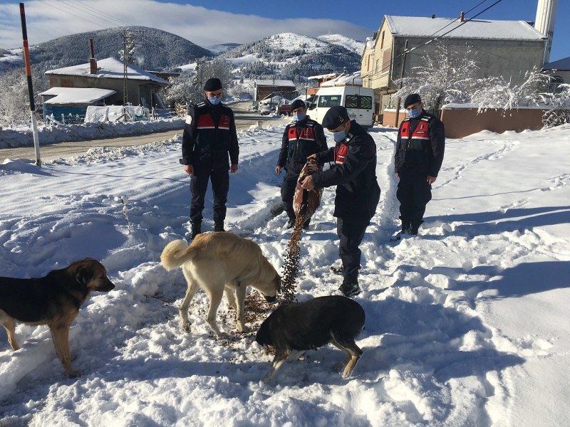 Samsun Jandarma sokak hayvanlarını unutmadı