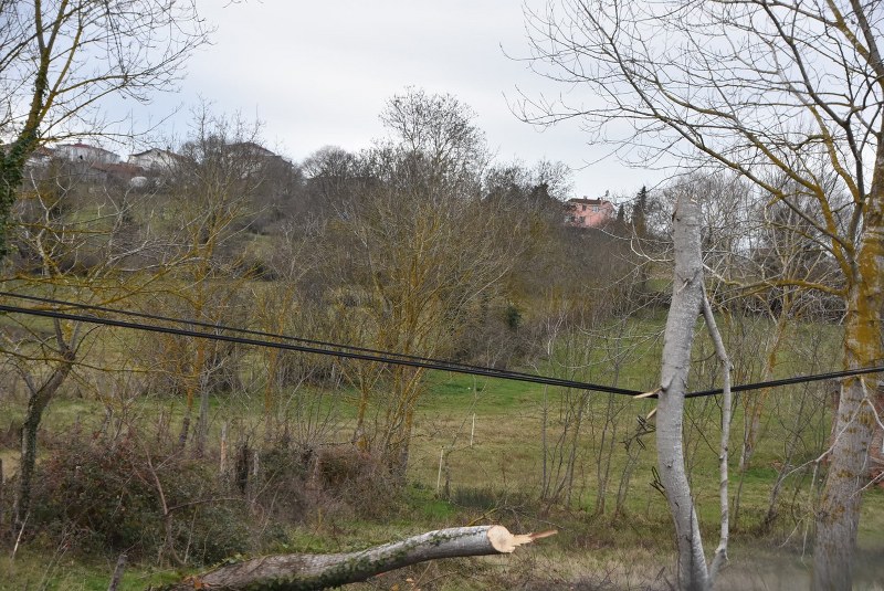 Sinop'ta Yıkılan ağaç telefon tellerine zarar verdi