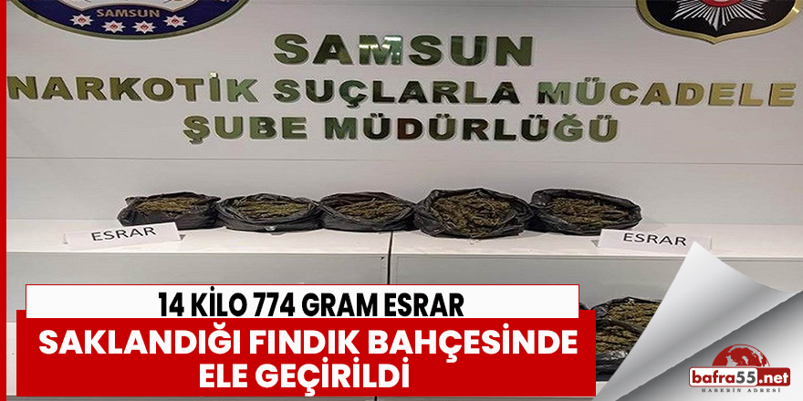 Saklan esrar fındık bahçesinde ele geçirildi