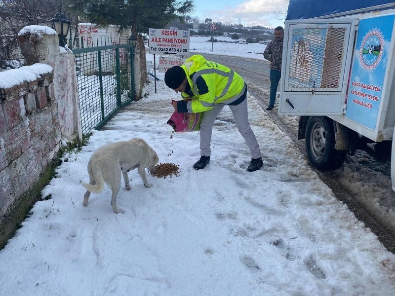 Sinop'ta sokak hayvanlarına mama