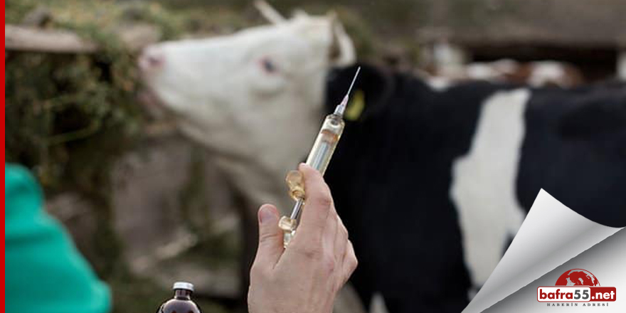 Hayvan besicilerine aşı ve antijen müjdesi