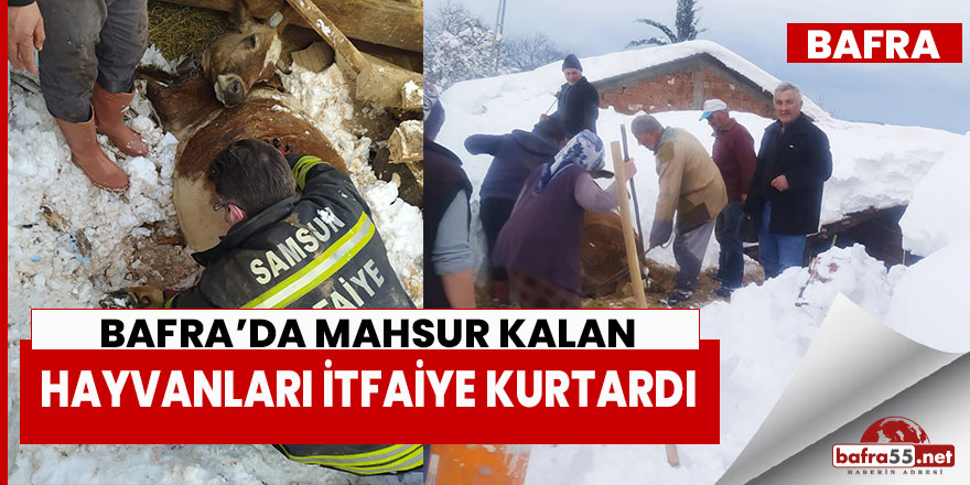 Bafra'da mahsur kalan hayvanları itfaiye kurtardı