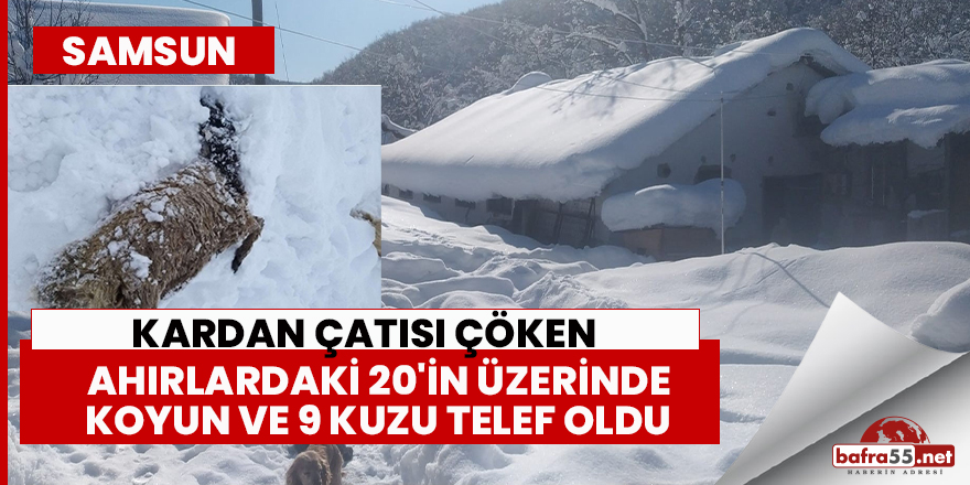 Samsun’da kardan çatısı çöken ahırlardaki hayvanlar telef oldu