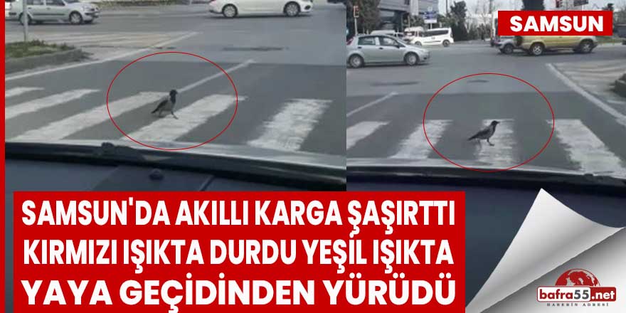 Samsun'da Akıllı karga, şaşırttı