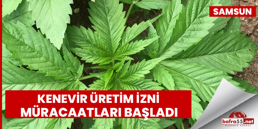 Kenevir üretim izni müracaatları başladı