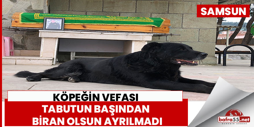 Vefalı Köpek Bali