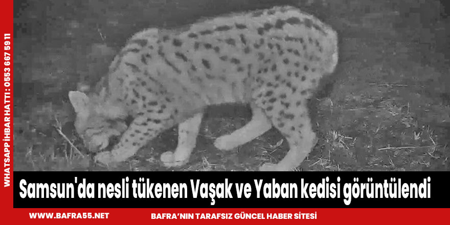 Samsun'da nesli tükenen Vaşak ve Yaban kedisi görüntülendi