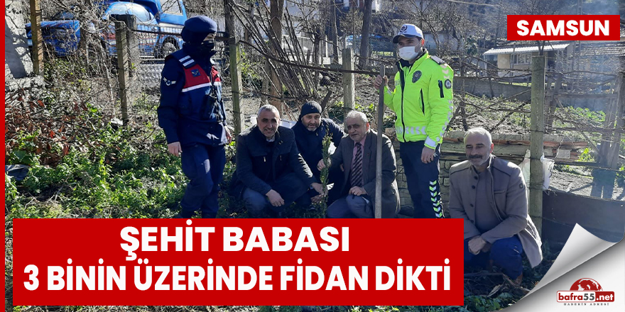 Şehit babası 3 binin üzerinde fidan dikti