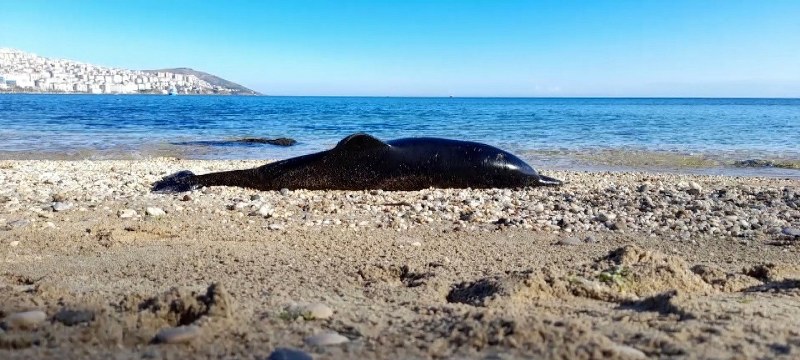 Sinop’ta ölü yunus sahile vurdu