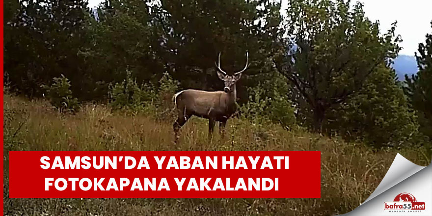 Samsun’da yaban hayatı fotokapana yakalandı