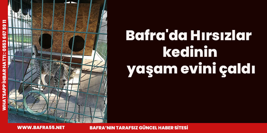 Bafra'da Hırsızlar kedinin yaşam evini çaldı