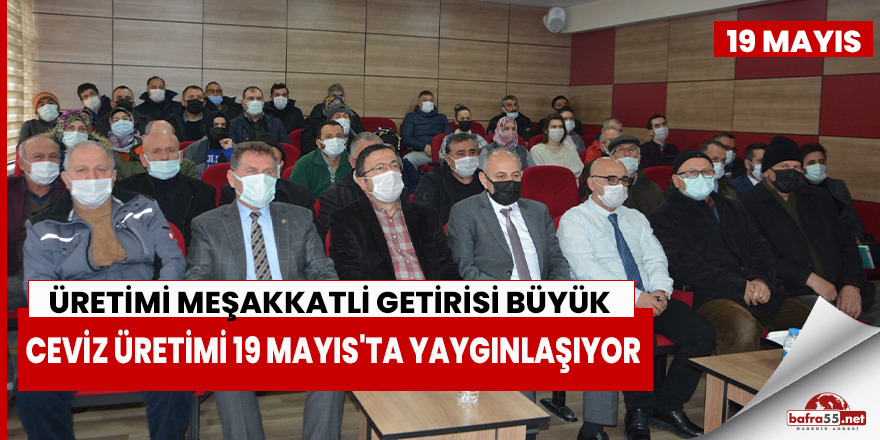 Ceviz Üretimi 19 Mayıs'ta Yaygınlaşıyor