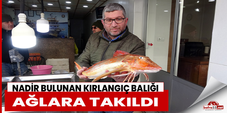 Nadir bulunan kırlangıç balığı ağlara takıldı