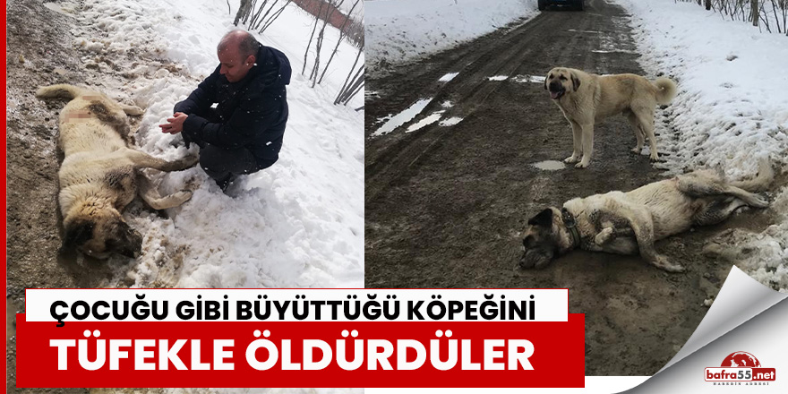 Samsun'da kangal cinsi köpek tüfekle öldürüldü