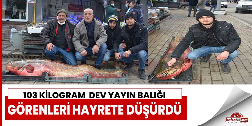 Dev yayın balığı görenleri hayrete düşürdü