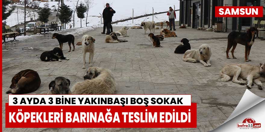 Sokağa bırakılan köpekler en büyük sorun oldu