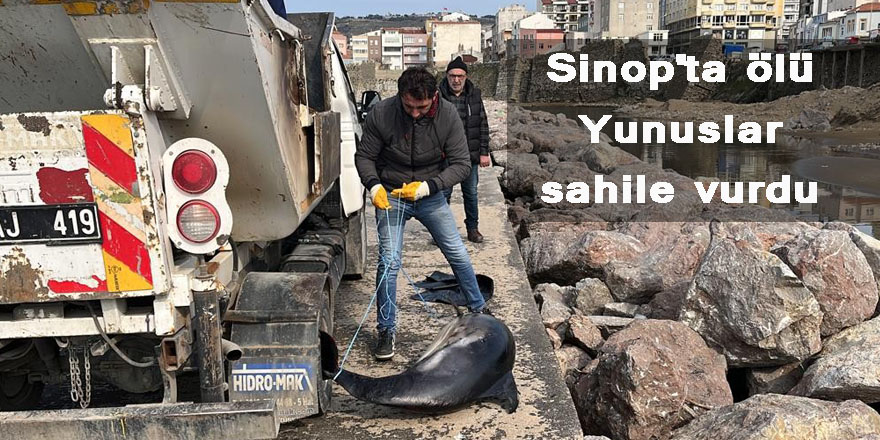 Sinop'ta ölü yunslar sahile vurdu