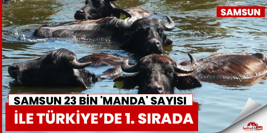 Samsun 23 bin 'manda' sayısı ile Türkiye’de 1. sırada