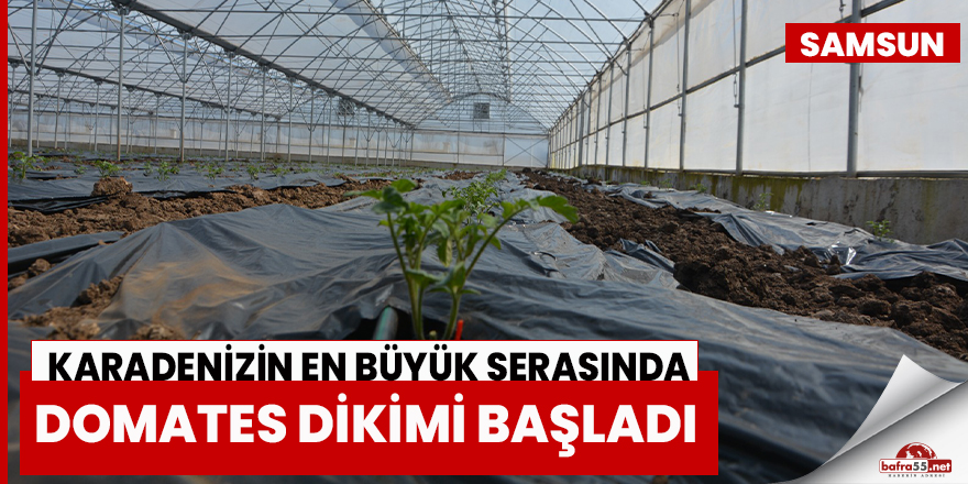 Karadenizin En Büyük Serasında Domates Dikimi Başladı