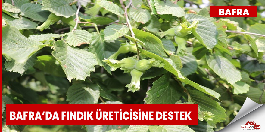 Bafra’da Fındık Üreticisine Destek